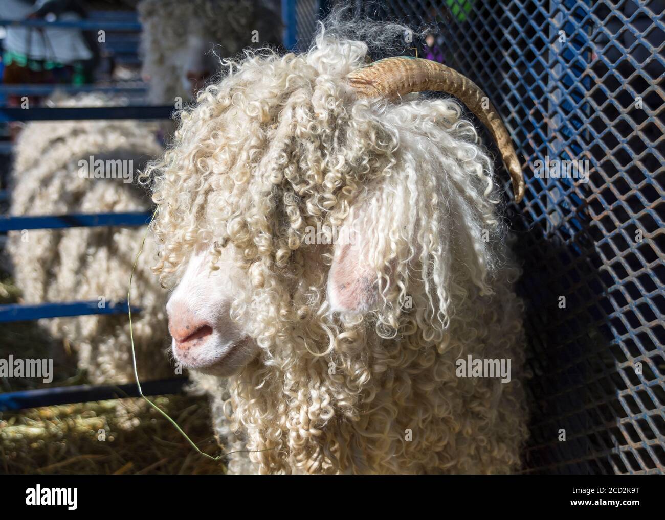 Una capra angora con un lungo cappotto bianco riccio e corna ricurve si trova in una penna in una fiera agricola. Foto Stock