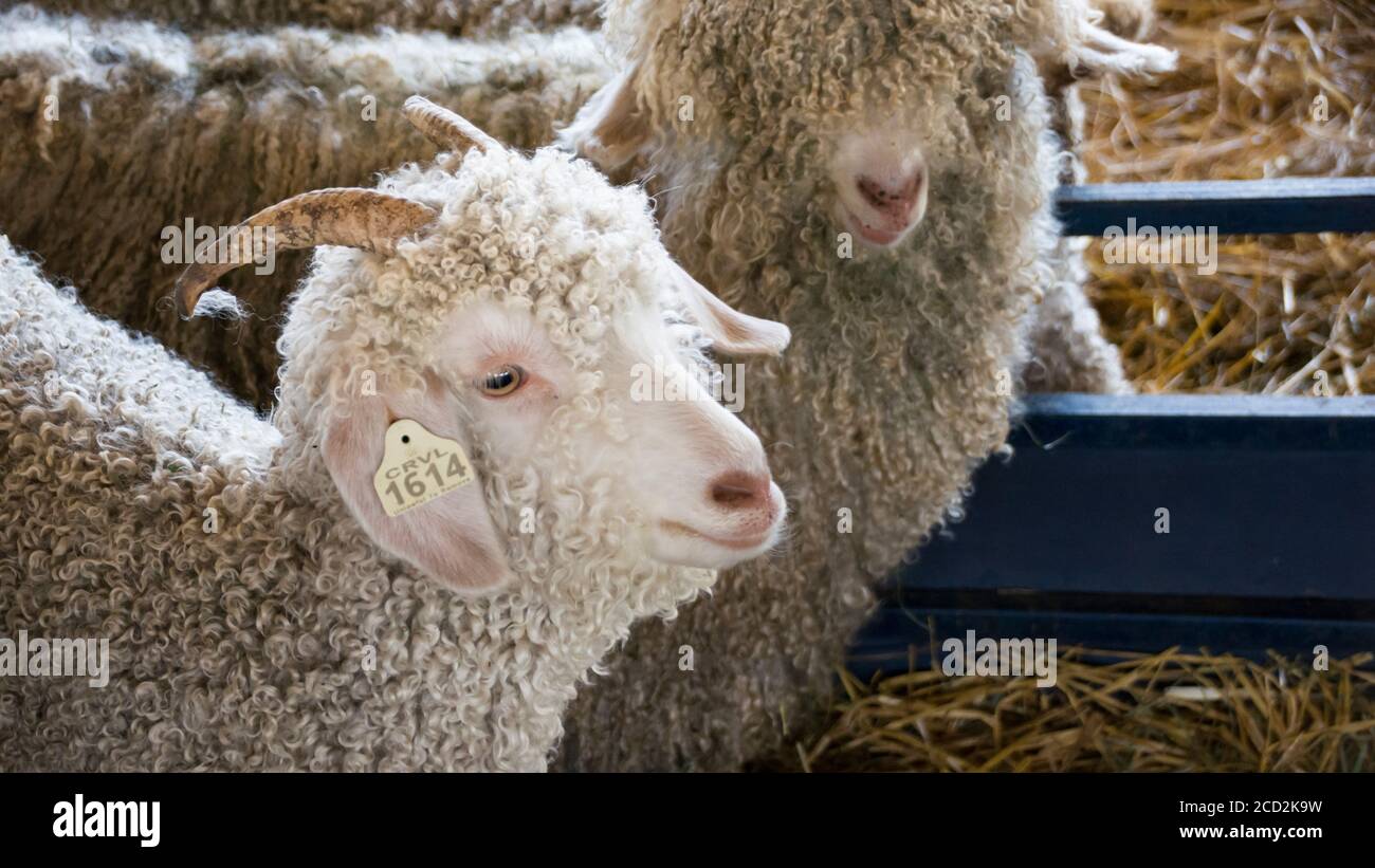 Due capre di angora bianche con cappotti ricci e corna lunghe si accamparono insieme in una penna ad una fiera agricola. Foto Stock