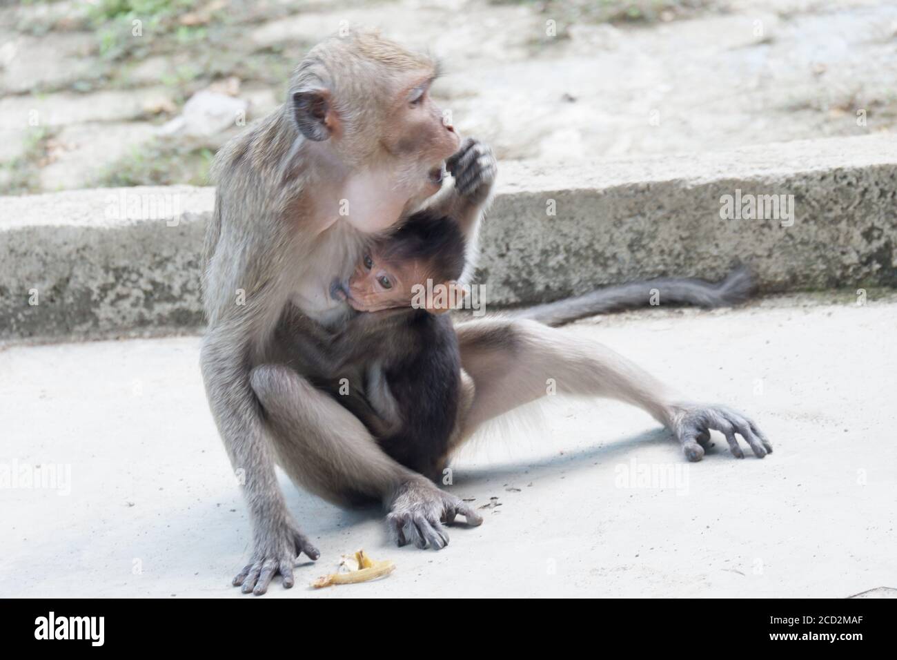 Macaca fascicularis è una scimmia piccola-corposa a coda lunga, originaria del Sud-est asiatico, utilizzata per esperimenti medici. Il colore dei capelli sul suo corpo è Foto Stock