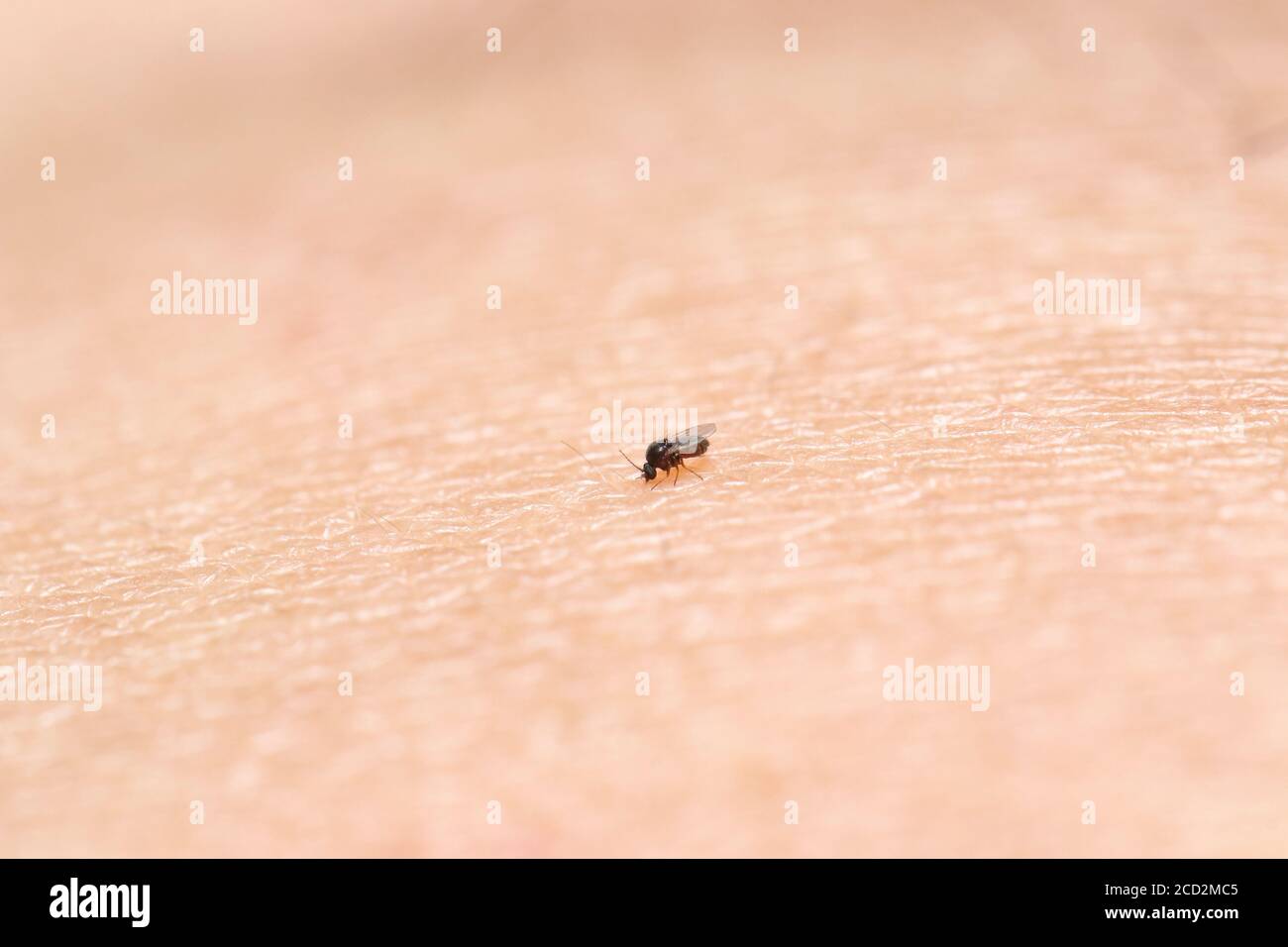 Mosca nera (gnat) succhiare sangue. Insetto molto piccolo 1.5 mm. Lunghezza confrontate con la superficie della pelle umana Foto Stock