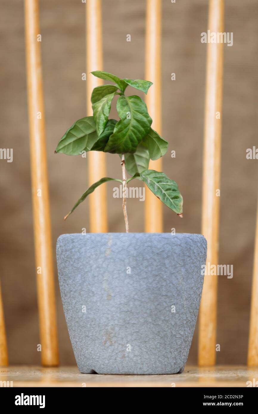 Una giovane pianta di caffè verde in una pentola di ceramica si trova su un tavolo di legno. Foto Stock