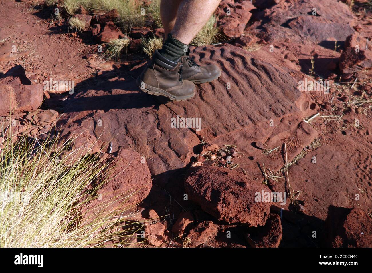 Escursionista che attraversa la roccia ondulata (increspature di sabbia fossile), Island Stack, Boodjamulla (Lawn Hill) National Park, Queensland, Australia Foto Stock
