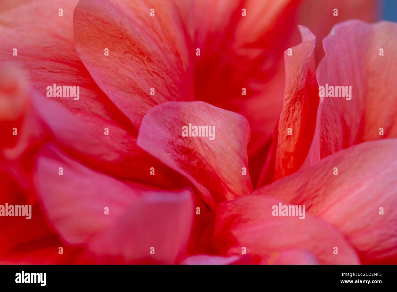 Macro arte astratta texture sfondo vista di un bel singolo fiore doppio hibiscus con petali rosa con volant Foto Stock