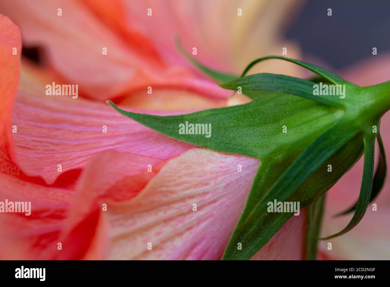 Macro arte astratta texture sfondo vista di un bel singolo doppio fiore in hibiscus con petali rosa con volant Foto Stock
