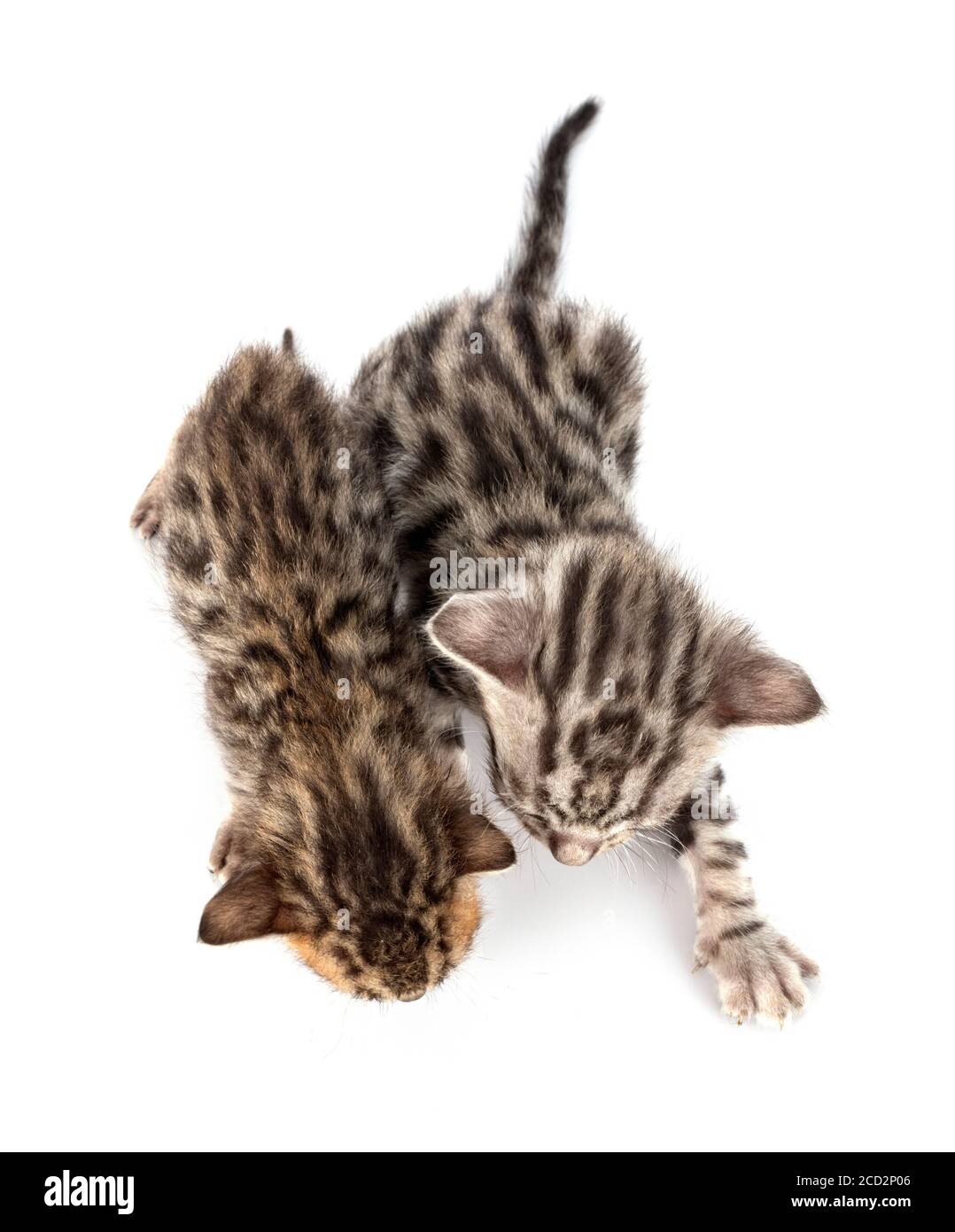 Gatto bengala davanti a uno sfondo bianco Foto Stock