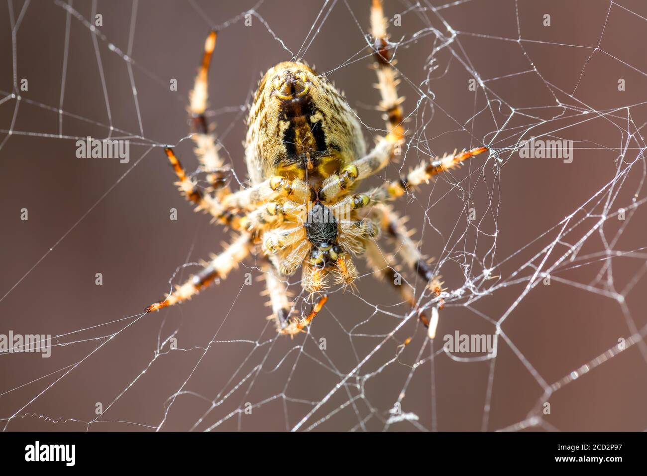 Giardino croce ragno seduta su web - retro ritratto, Araneus diadematus, Europa, Repubblica Ceca fauna selvatica Foto Stock