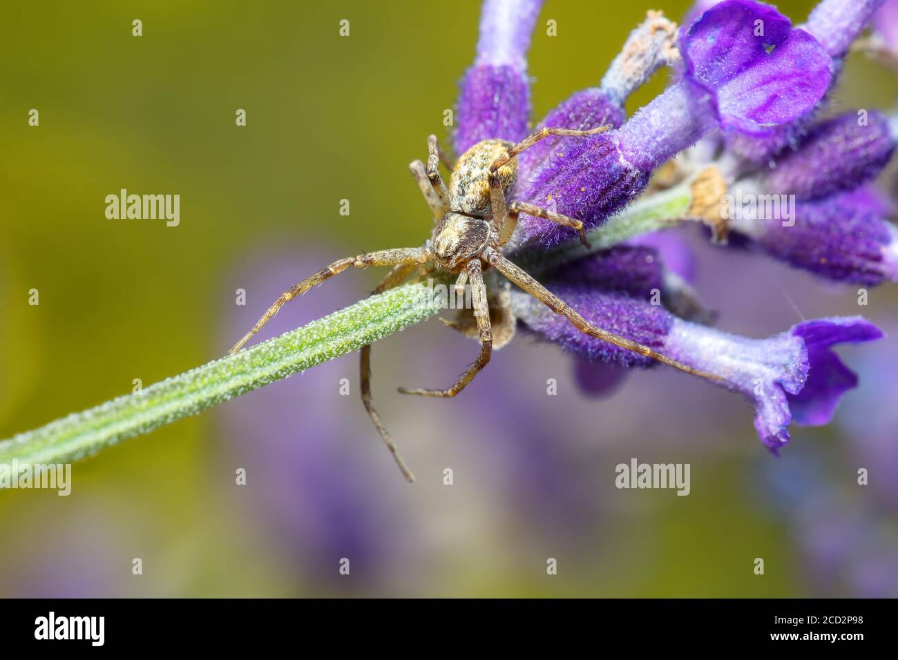 piccolo ragno marrone giardino in attesa della sua preda sulla lavanda. Europa, Repubblica Ceca fauna selvatica Foto Stock