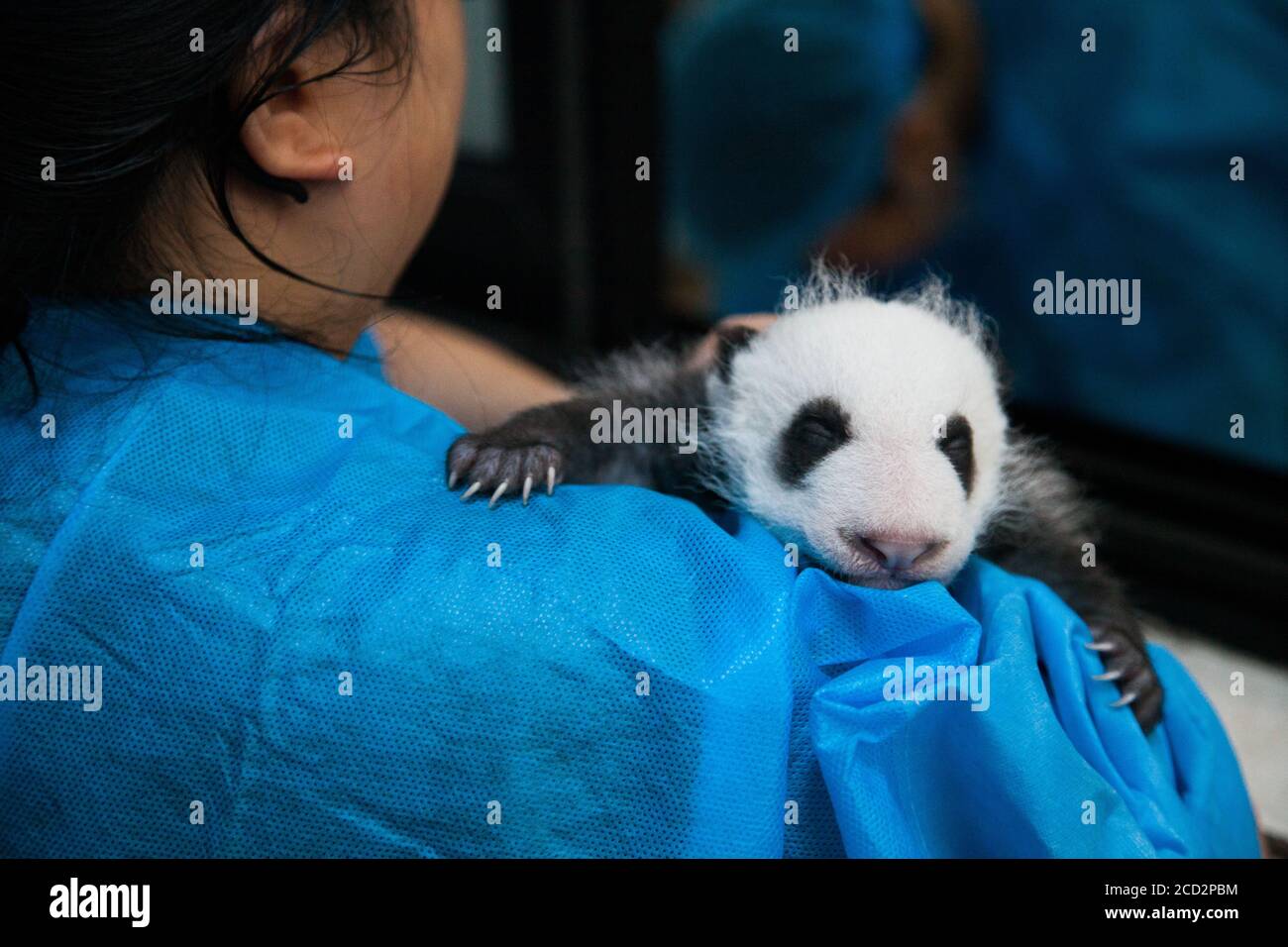 Chengdu, Cina. Base di ricerca di Chengdu di allevamento di panda giganti. Un mese e mezzo vecchio panda cucciolo all'interno della Luna Nursery House. Foto Stock