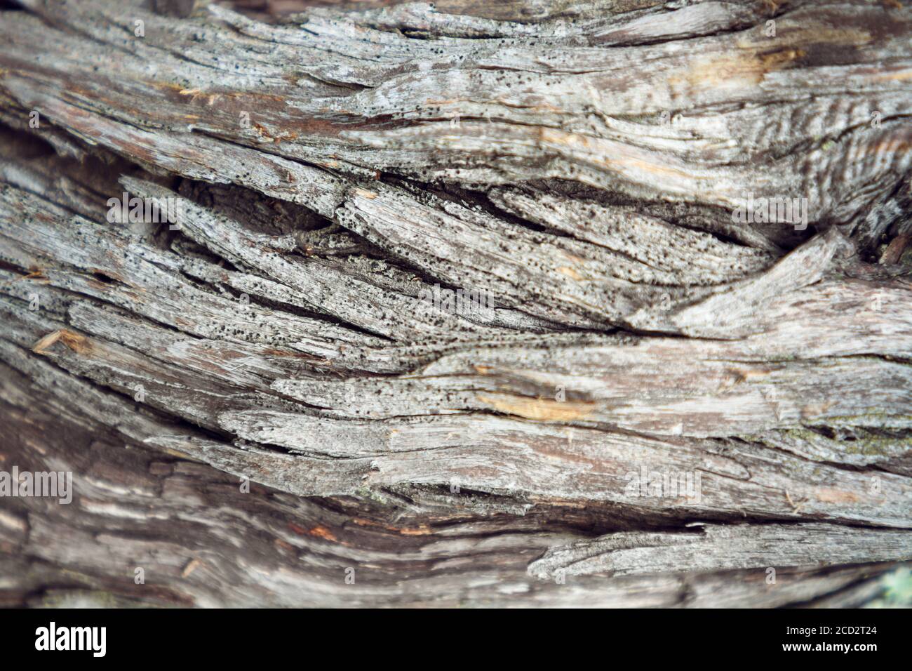 Texture di corteccia di ginepro. Striscia orizzontale. Foto Stock