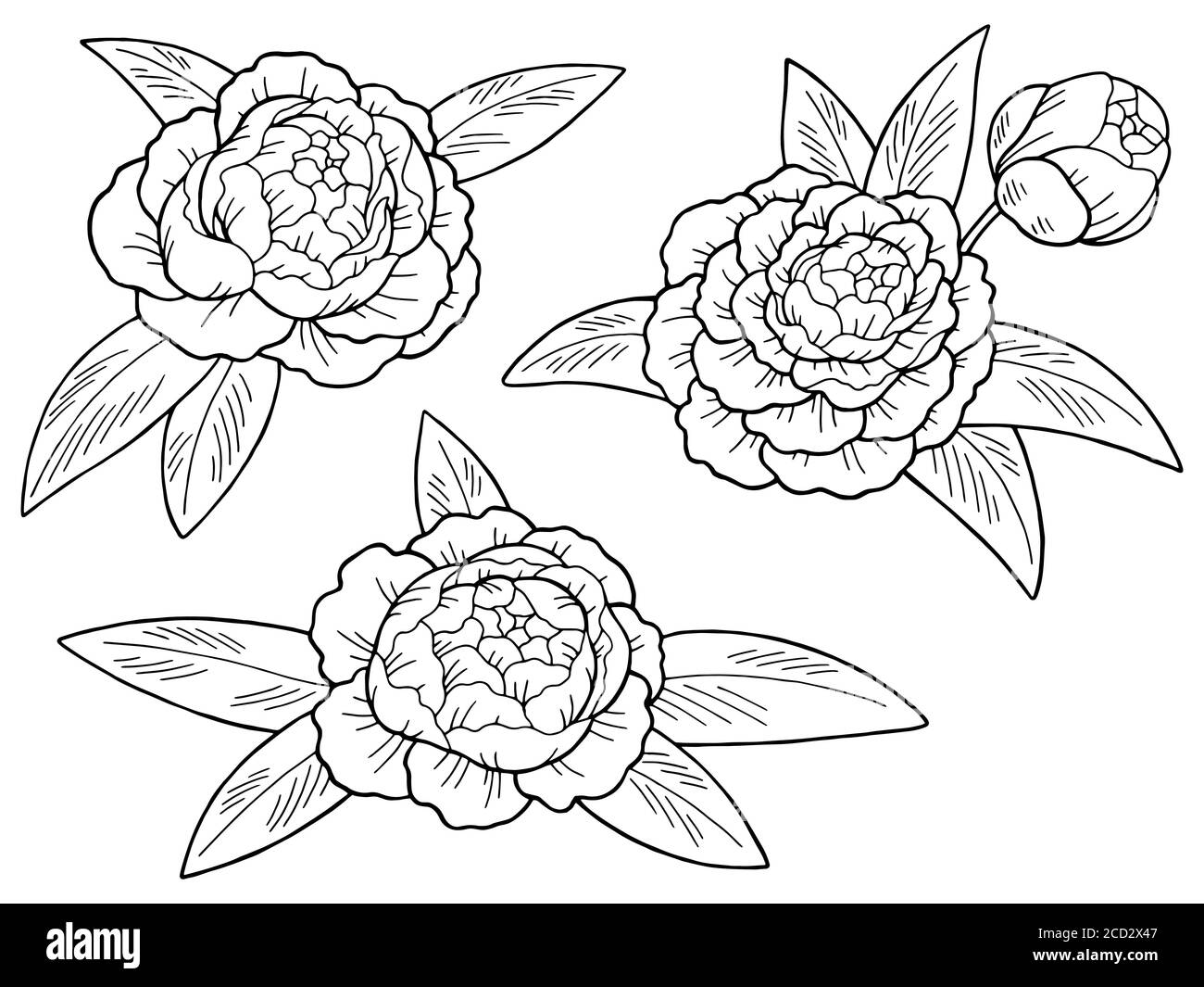 Peony fiore grafico nero bianco isolato disegno vettore Illustrazione Vettoriale
