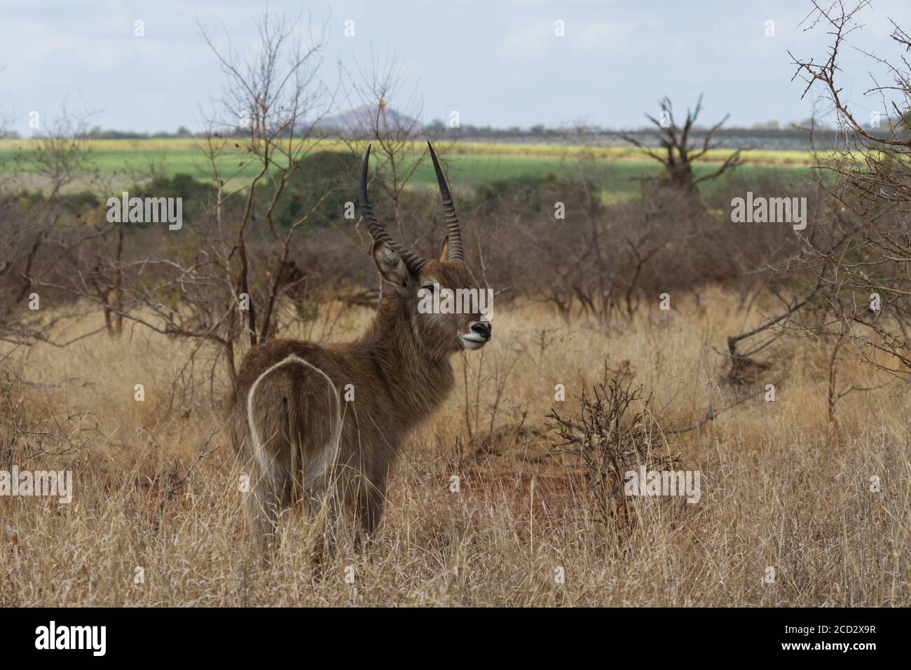 Il waterbuck maschile (Kobus ellissiprymnus) pascolando in un campo nel Parco Nazionale Kruger, Sudafrica Foto Stock