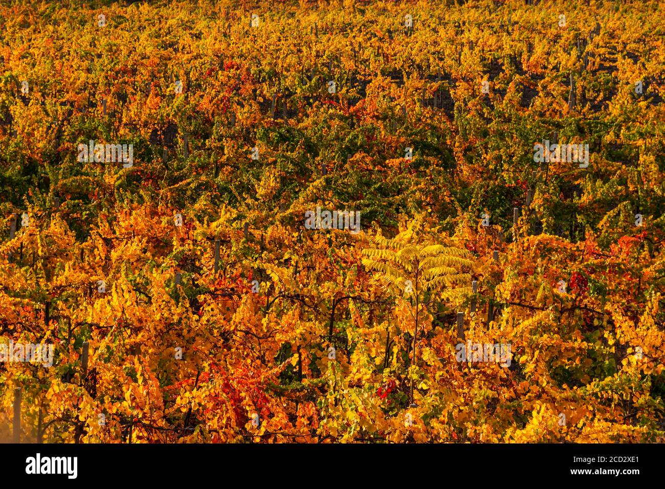 Vigneti d'autunno, la vista dall'alto. File di viti rosse e gialle. Viticoltura. Autunno rosso-arancio sfondo naturale. Foto Stock