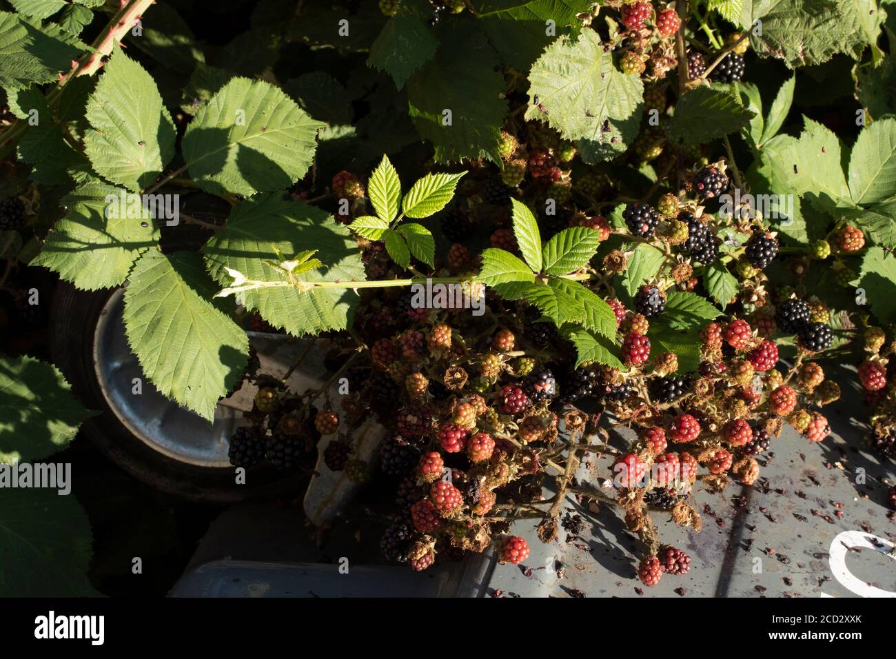 BlackBerry Plant fruiting tra i rifiuti con punta di mosca, Londra, inghilterra Foto Stock