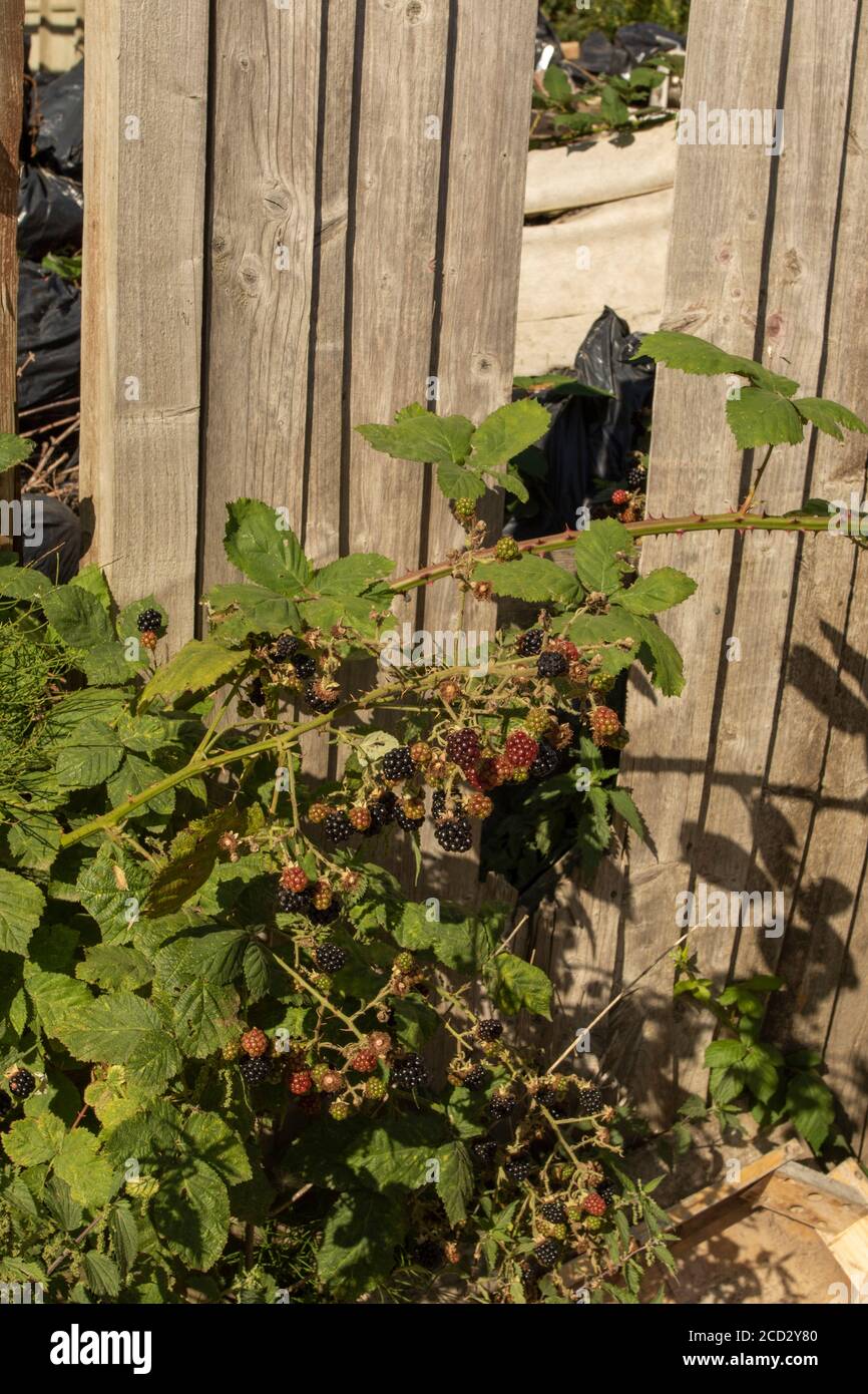 BlackBerry Plant fruiting tra i rifiuti con punta di mosca, Londra, inghilterra Foto Stock