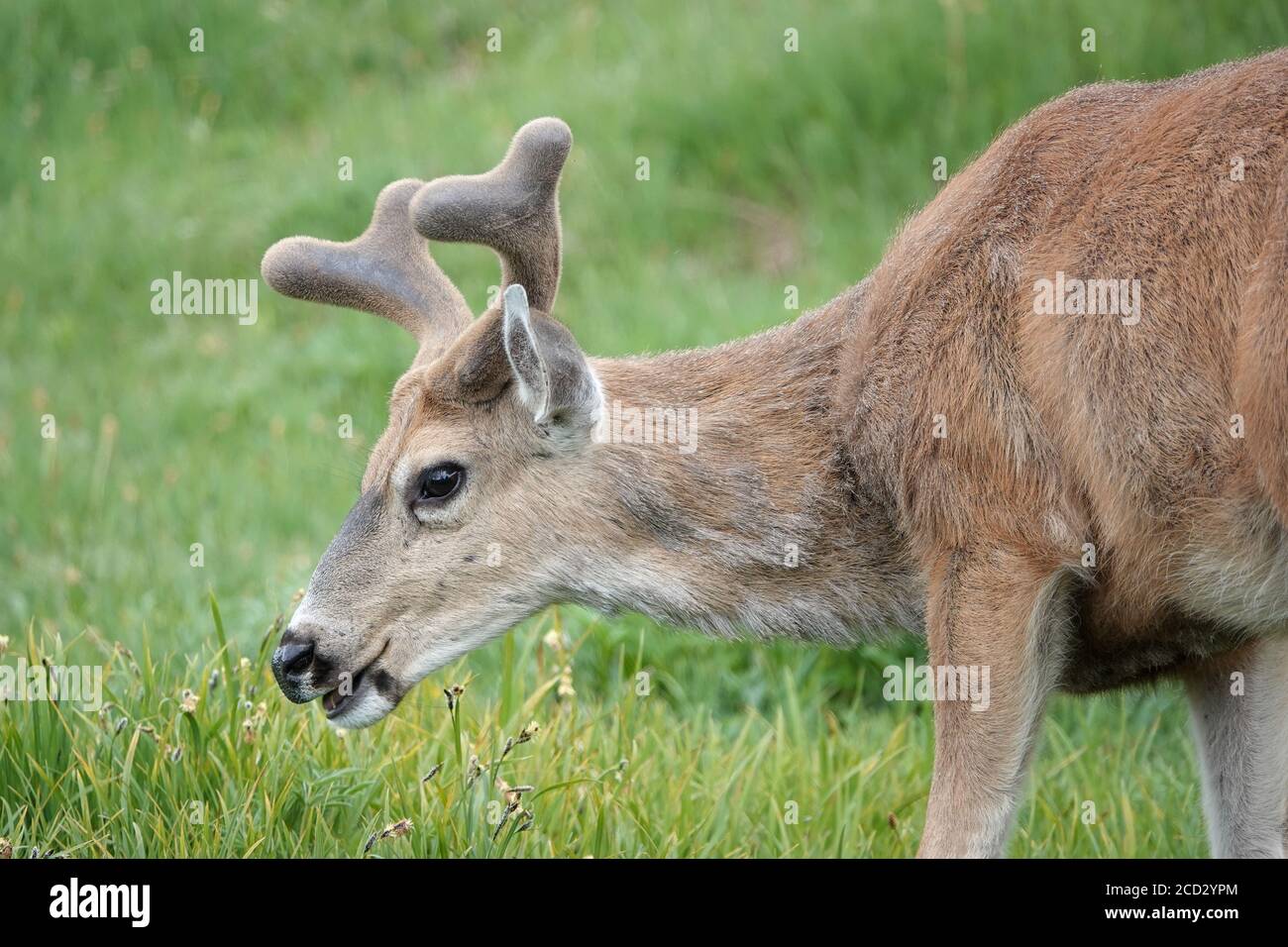 Cervi selvatici dalla coda nera nell'Olympic National Park, Washington, USA Foto Stock