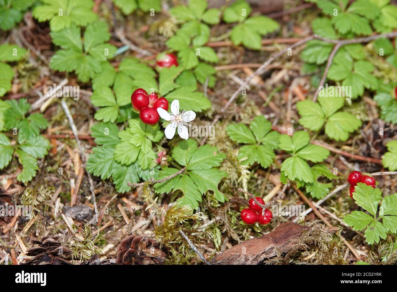 Rubus pedatus - specie di lampone conosciuto come lampone a cinque foglie, lampone a foglia di fragola e lampone strisciante Foto Stock