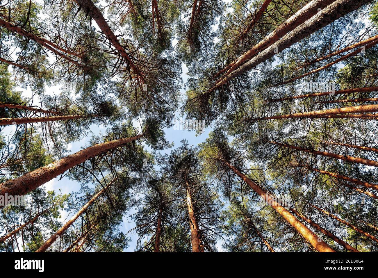 Immagine dal basso di pini (Pinus Sylvestris, Pino scozzese) che creano una forma circolare contro il cielo blu. Foto Stock