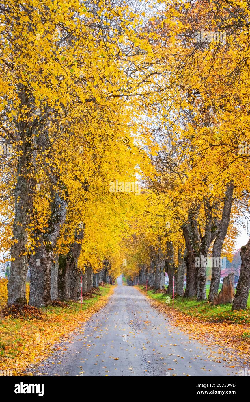Viale degli alberi con bellissimi colori autunnali sugli alberi Foto Stock