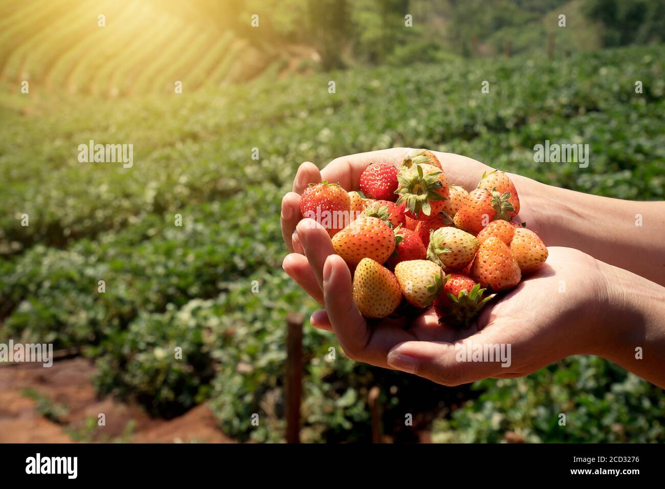 Frutta fresca alla fragola nelle mani di una donna con campo di fragole sfondo Foto Stock