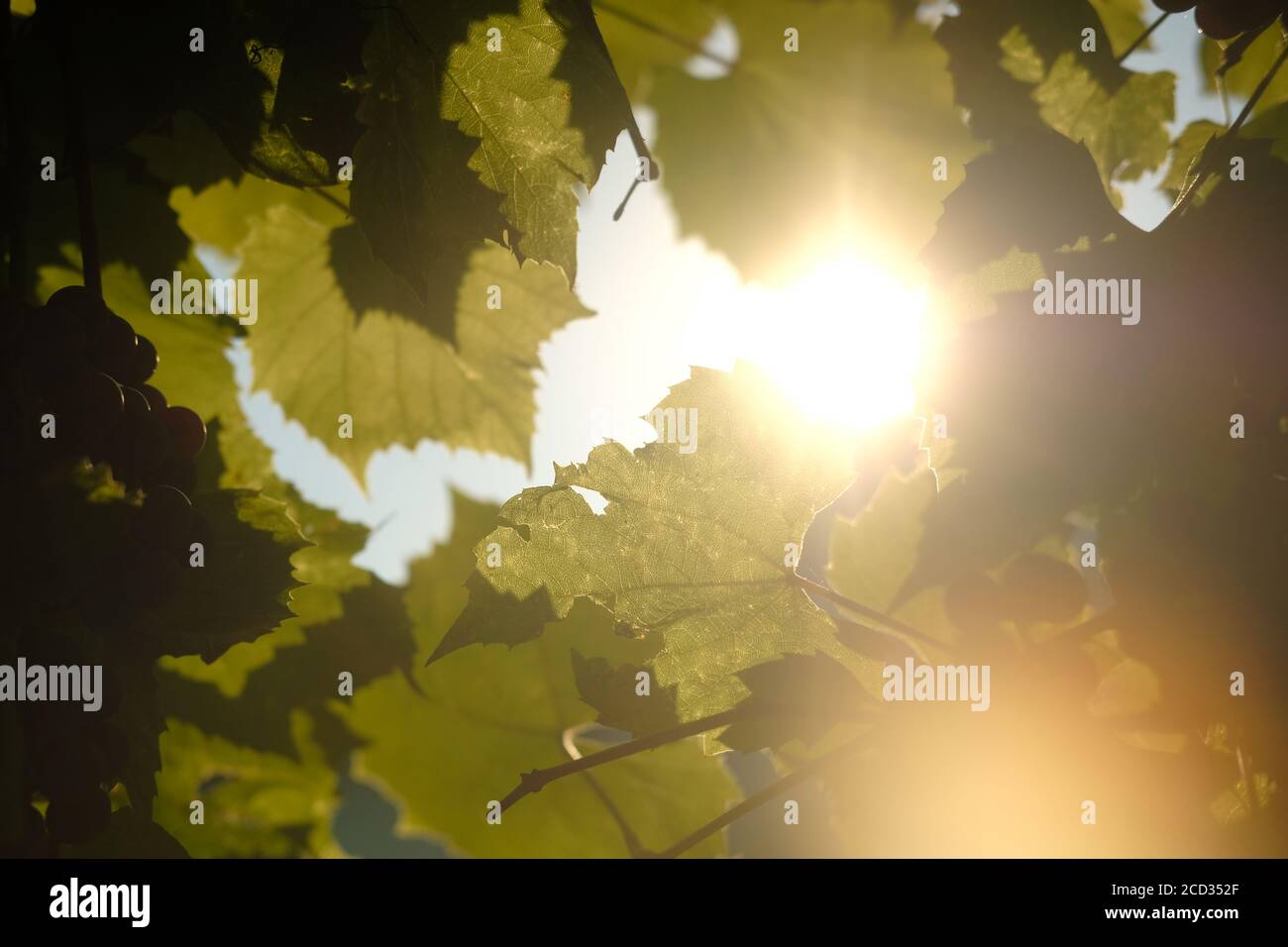 grappoli di uva verde appendono sulla vite, illuminata dai raggi del sole. fuoco selettivo e sfocatura Foto Stock