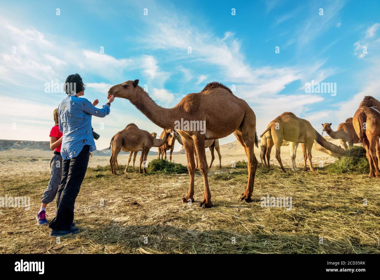 Paesaggio con gruppo di cammelli nel deserto di al-Sarar. AL-SARAR, ARABIA SAUDITA.17-GENNAIO 2020. Foto Stock