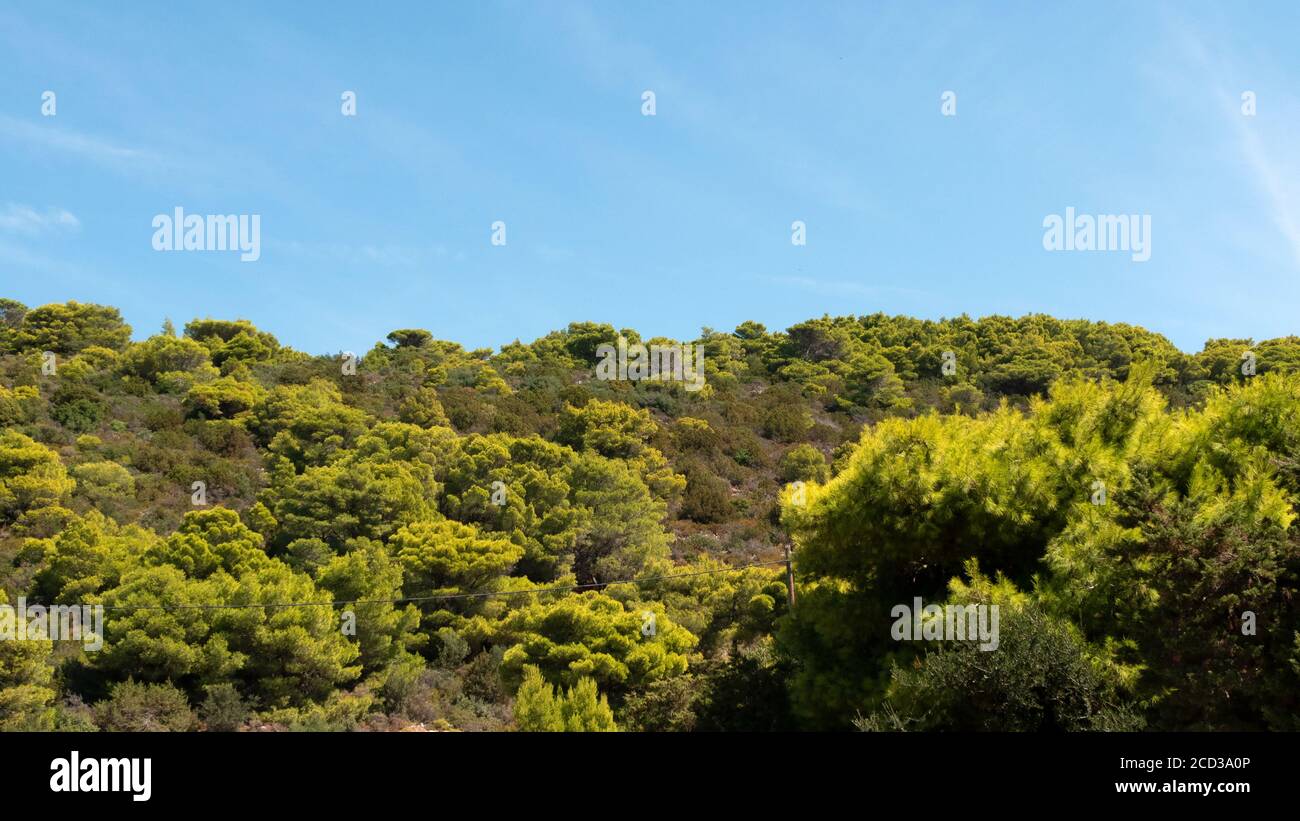 Pineta sull'isola di Zante Foto Stock