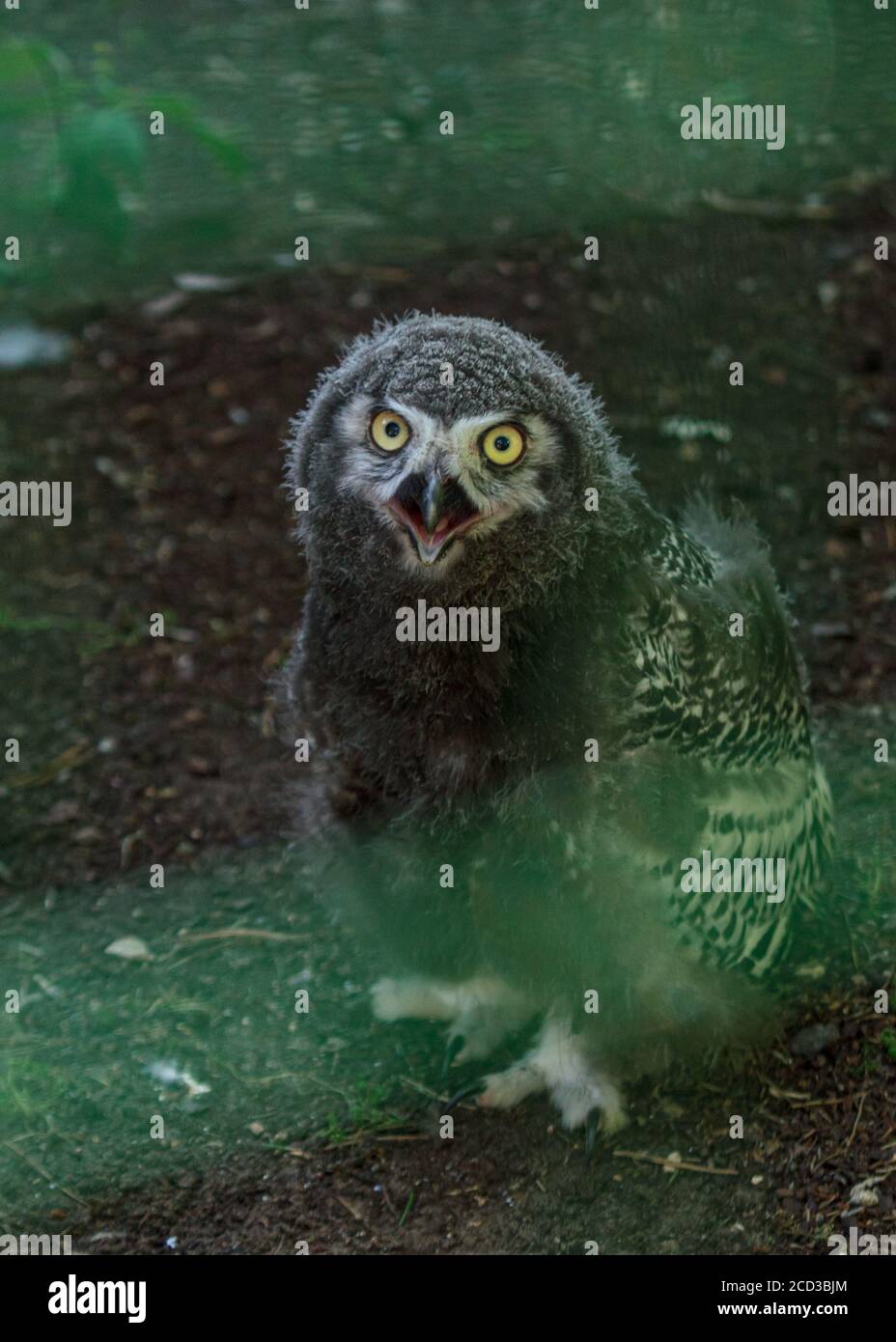 Gufo bianco soffio uccello bambini con occhi gialli e bocca aperta, divertente ritratto di uccello Foto Stock