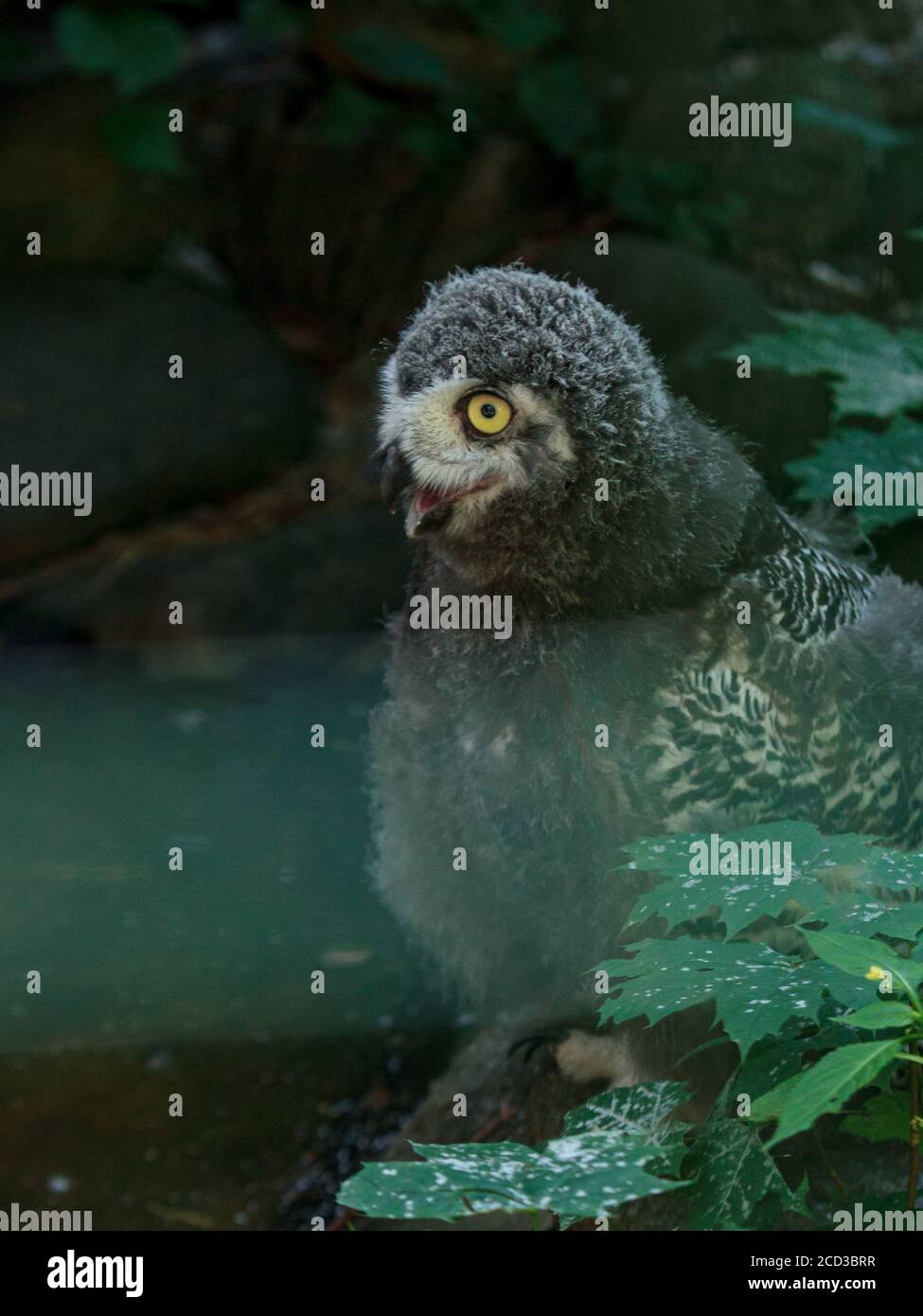 Gufo bianco soffio uccello bambini con occhi gialli e bocca aperta, divertente ritratto di uccello Foto Stock