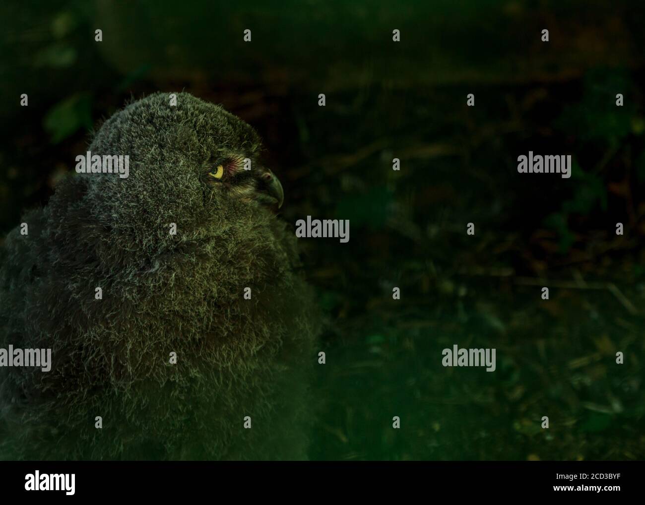 Gufo bianco soffici uccelli bambini con occhi gialli a riga zoo Foto Stock