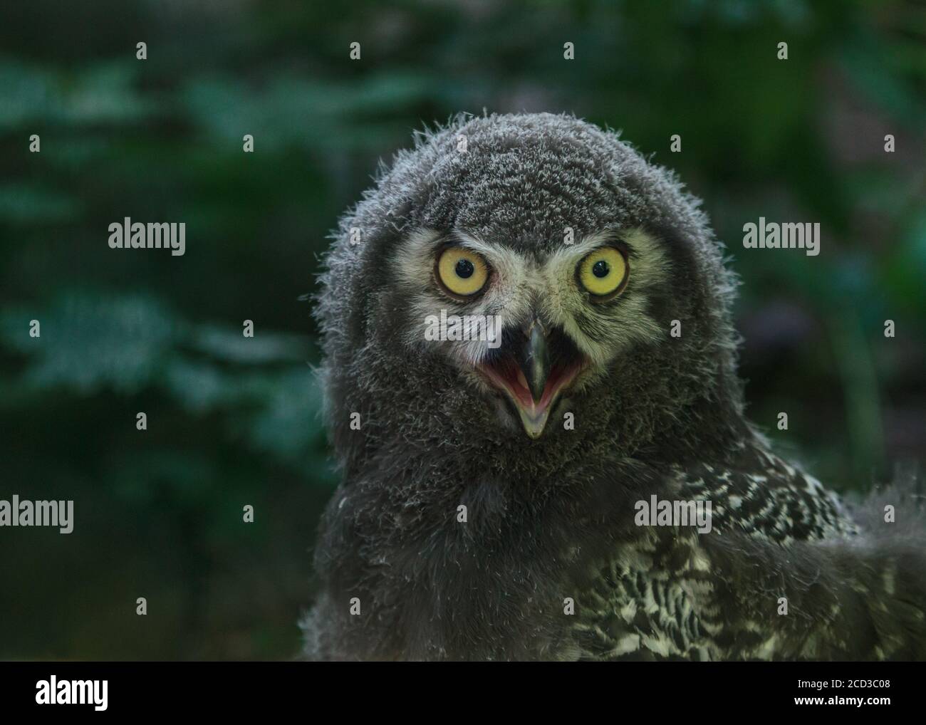 Gufo bianco soffio uccello bambini con occhi gialli e bocca aperta, divertente ritratto di uccello Foto Stock