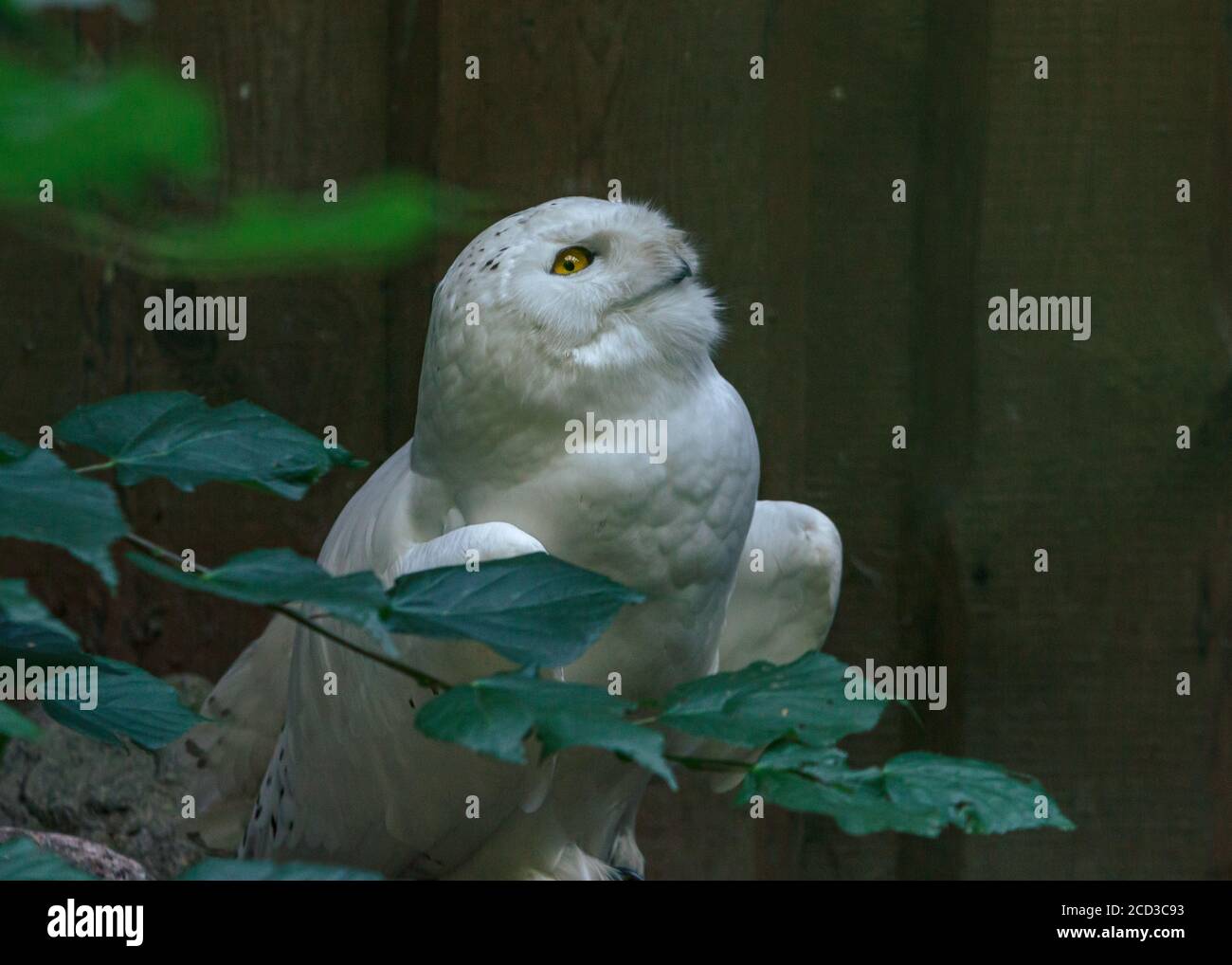 Gufo bianco soffice bella madre di uccello con occhi gialli guardando su Foto Stock