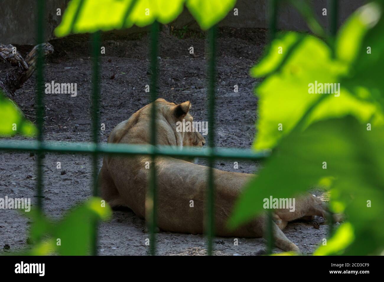 Leone africano che dormiva nella gabbia dello zoo di riga, vista posteriore Foto Stock