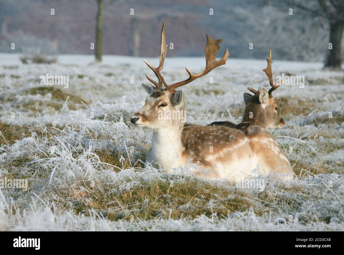 Allow Deer Stags in Kent Foto Stock