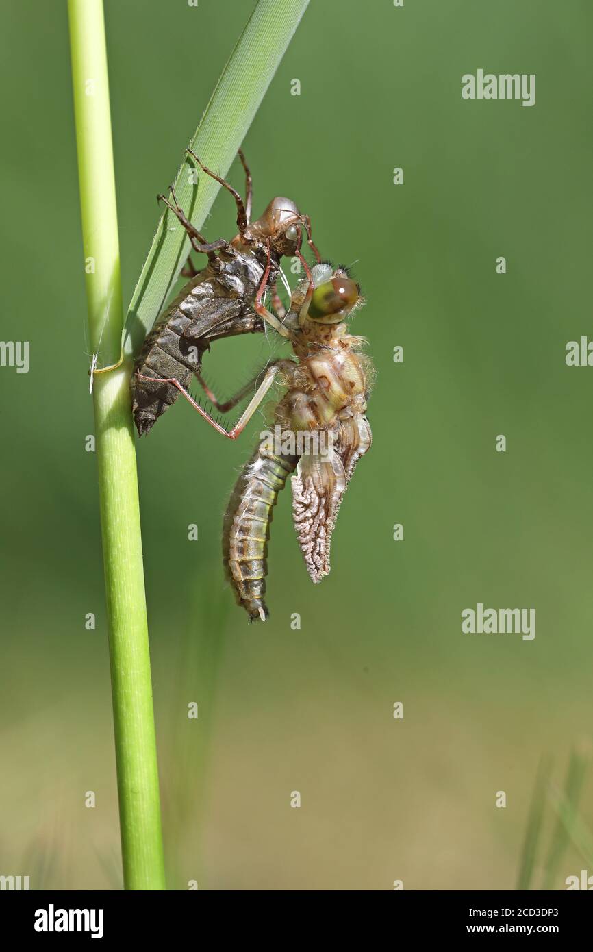 Grande scricchiolio bianco, macchia gialla (Leucorhinia pectoralis, Leucorhinia pectoralis), schiusa, foto serie 4/10, Weerribben Foto Stock