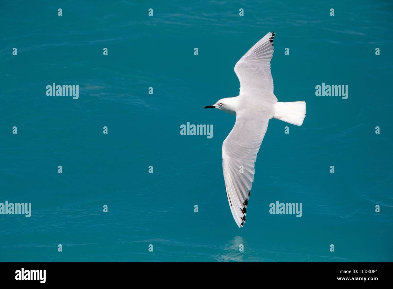 Il gabbiano di Buller (Larus bulleri, Chromicocephalus bulleri), che vola basso sopra un fiume di colore blu che scorre veloce, Nuova Zelanda, Isola del Nord, Miranda Foto Stock