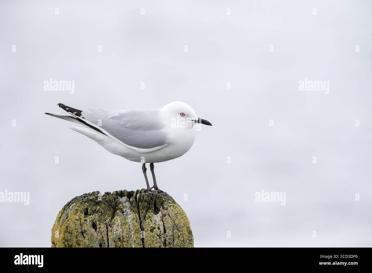 Gabbiano di Buller (Larus bulleri, Chromicocephalus bulleri), adulto che si trova su un palo di legno di un vecchio molo in un lago interno, Nuova Zelanda, nord Foto Stock