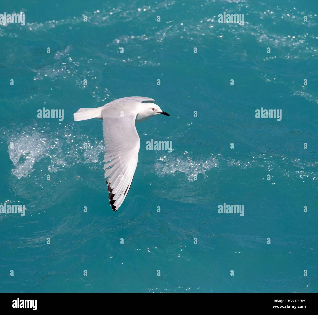 Gabbiano di Buller (Larus bulleri, Chromicocephalus bulleri), adulto che vola basso sopra un fiume di colore blu che scorre veloce, Nuova Zelanda, Isola del Nord, Foto Stock