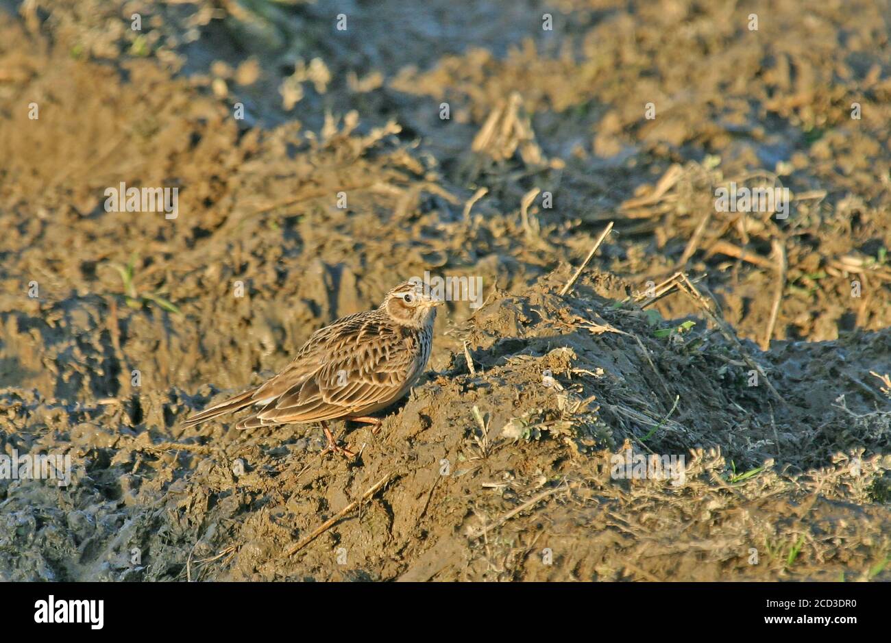 Il grattacielo giapponese (Alauda japonica, Alauda japonica japonica), in piedi sul terreno in un campo agricolo rurale, Giappone Foto Stock