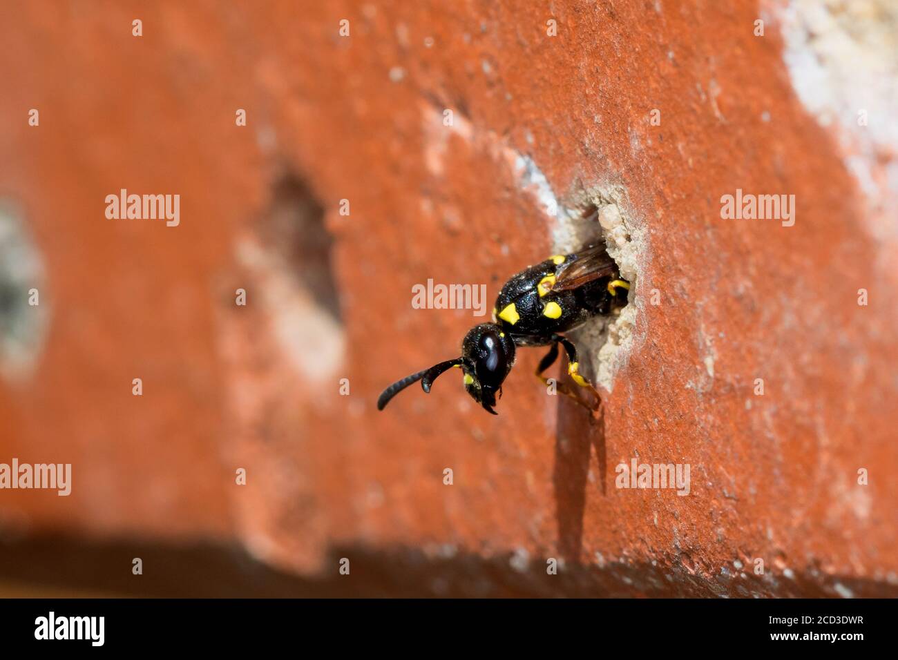 Mason wasp, wasp vasaio (Symmorphus crassicornis), femmina al foro di nidificazione in un mattone di un albergo di insetti, Germania Foto Stock