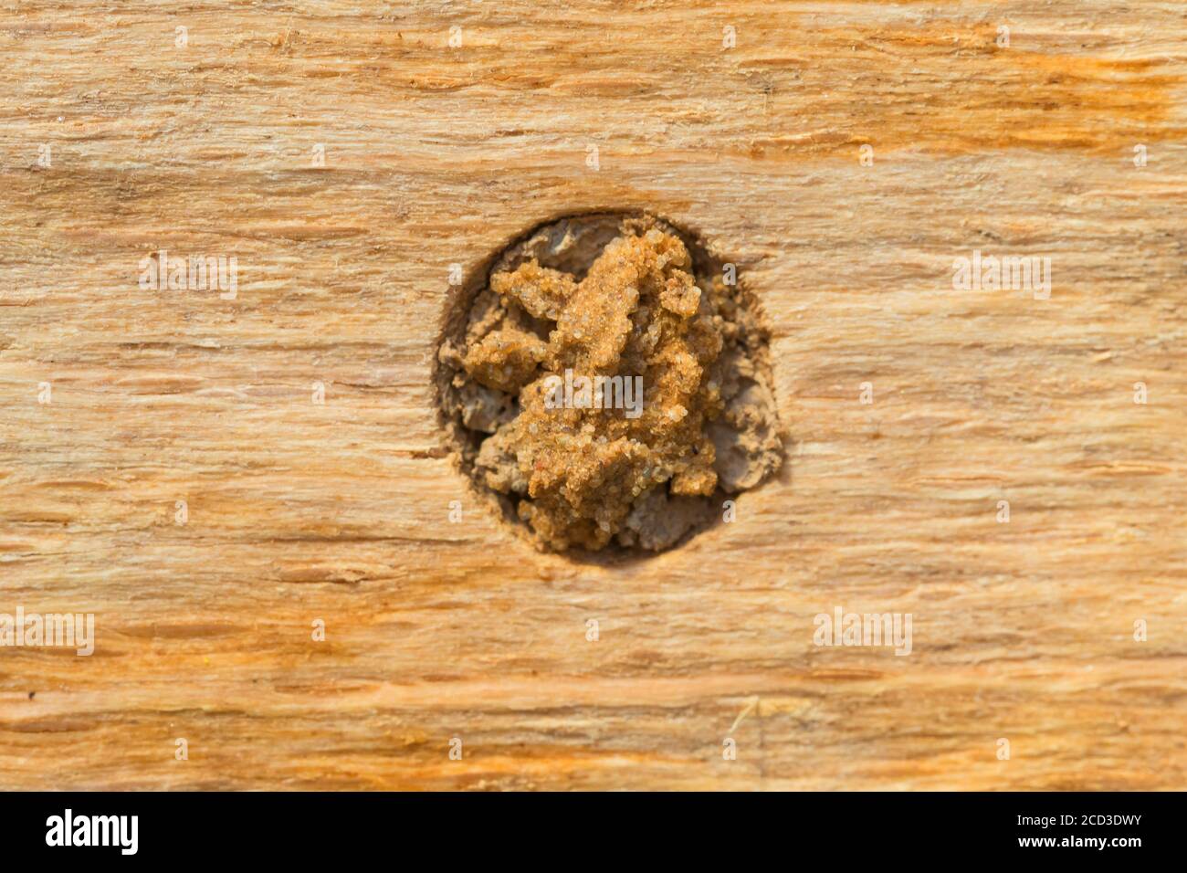 Ape di muratore rosso (Osmia rufa, Osmia bicornis), nido coperto di sabbia, argilla e terreno, Germania Foto Stock