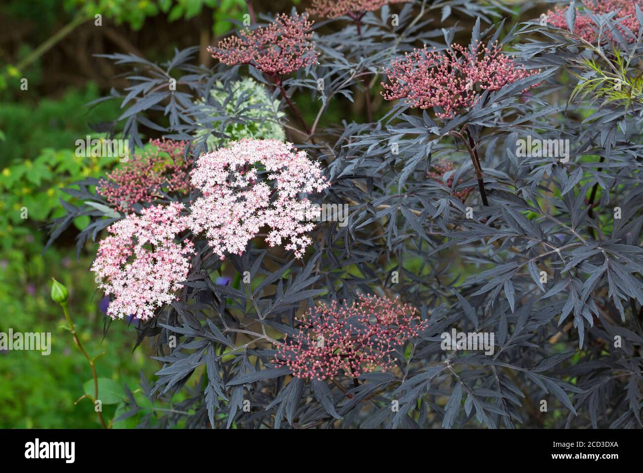 Black Lace Holunder (Sambucus nigra 'Black Lace', Sambucus nigra Black Lace), cultivar Black Lace Foto Stock