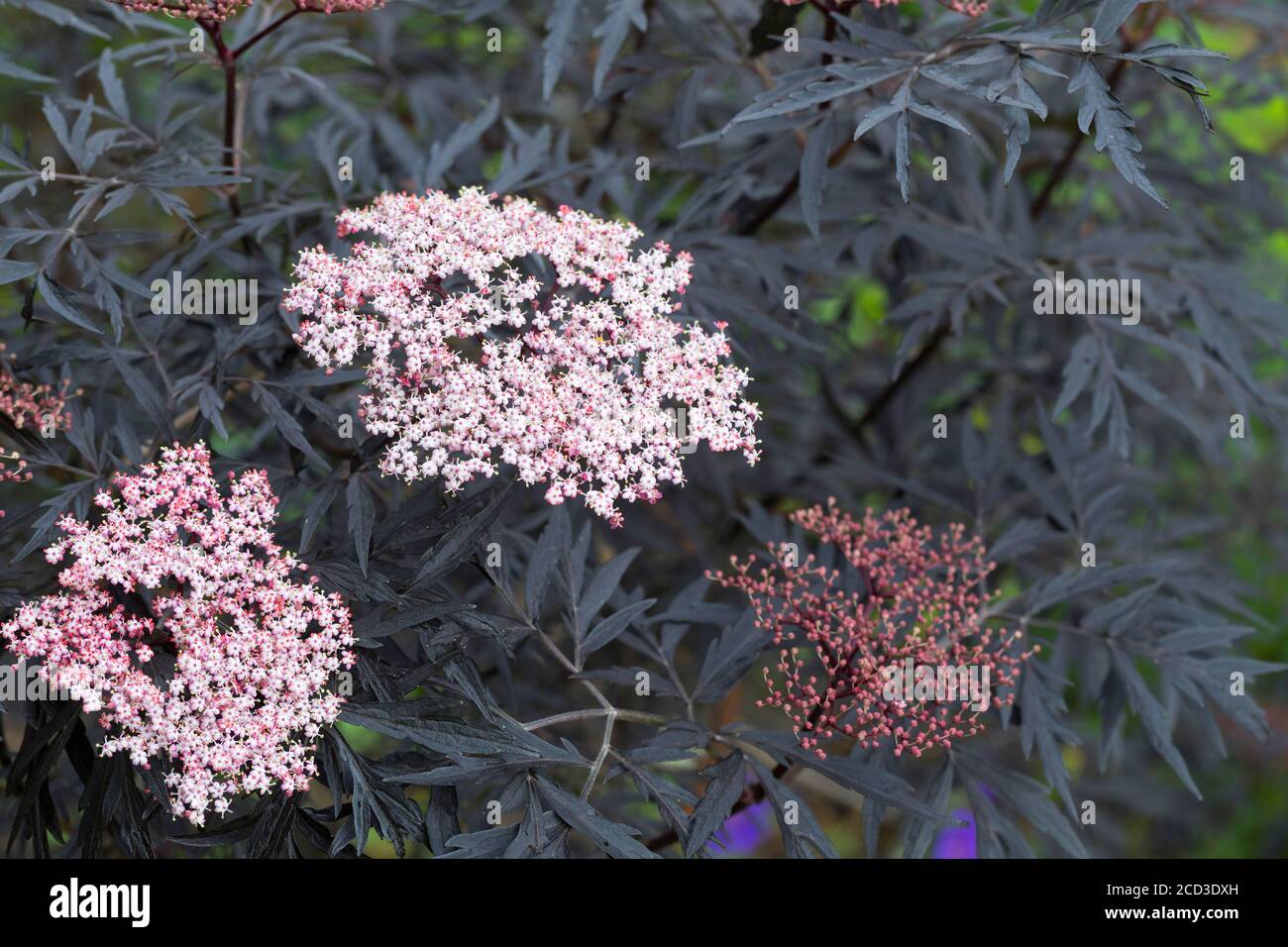 Black Lace Holunder (Sambucus nigra 'Black Lace', Sambucus nigra Black Lace), cultivar Black Lace Foto Stock