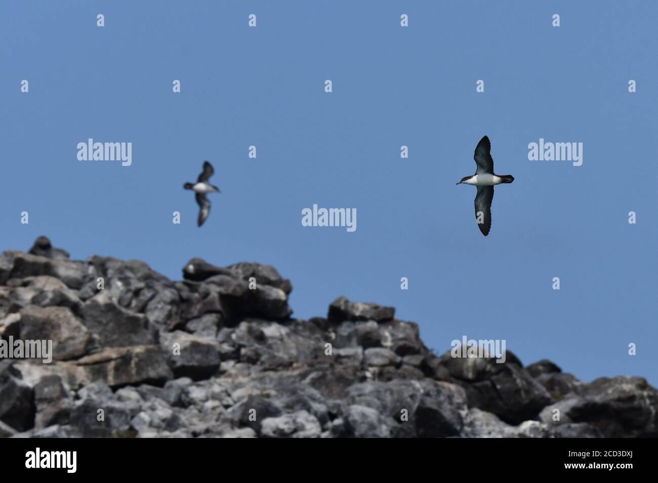 Galapagos Shearwater (Puffinus subalaris), allevatore endemico dell'arcipelago. Volare sopra la colonia durante il giorno., Ecuador, Isole Galapagos Foto Stock