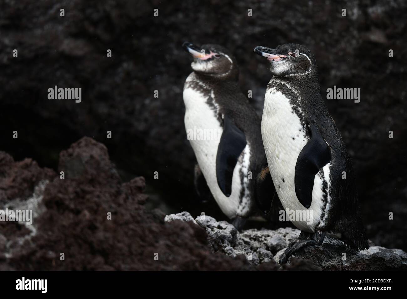 Il pinguino di Galapagos (Speniscus mendiculus), due pinguini di Galapagos che si erigono sulla riva, Ecuador, Isole Galapagos Foto Stock
