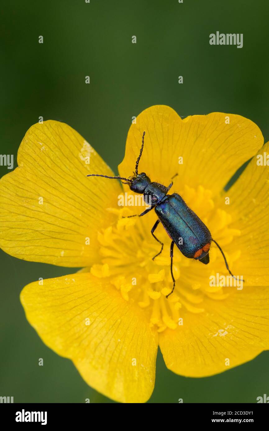 Beetle (Malachius bipustulatus) con punta rossa, presenza in fiore su una coppa d'oro, vista dall'alto, Germania Foto Stock