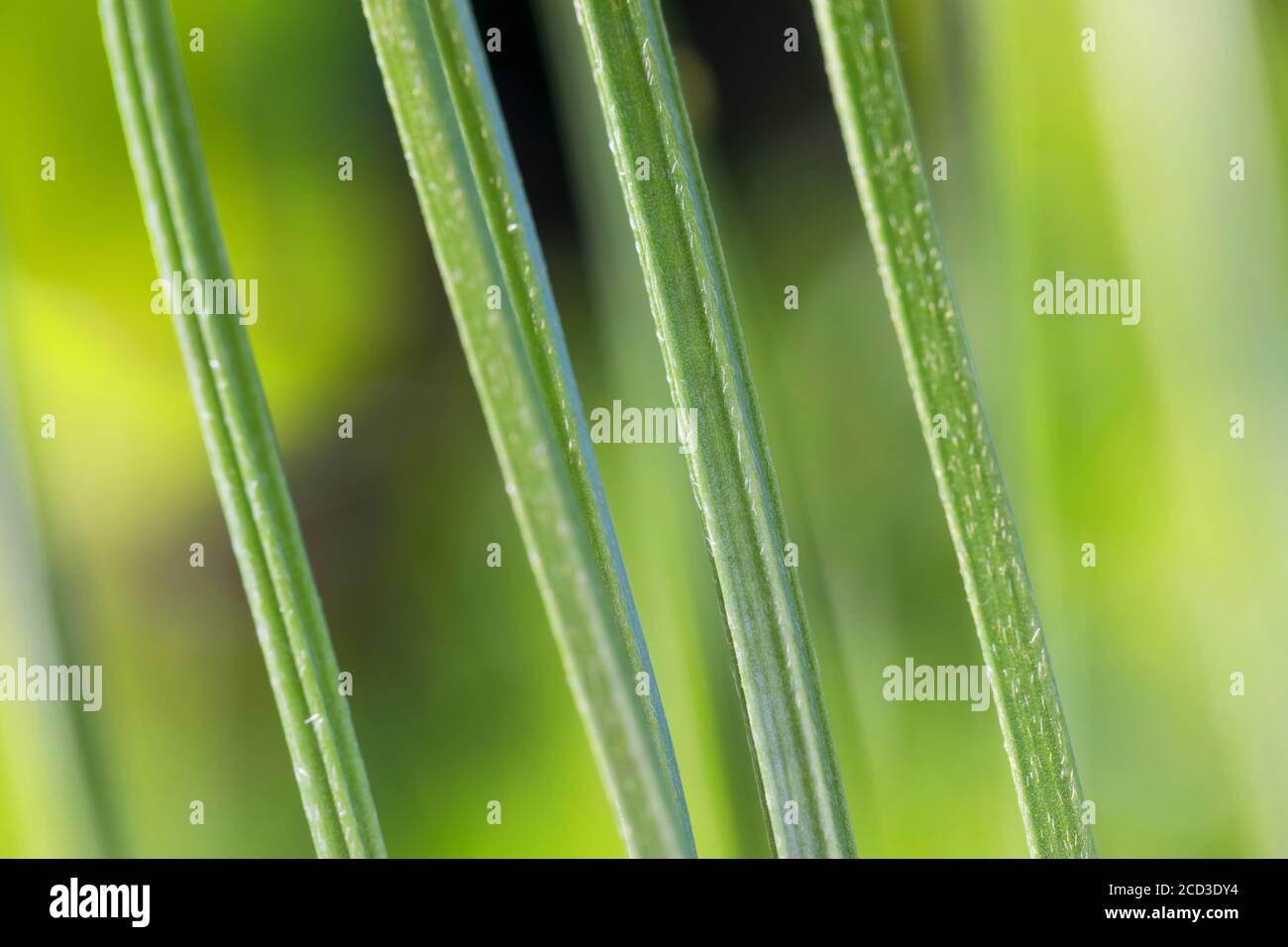 buckhorn plantain, inglese plantain, costolette erba, ripple erba (Plantago lanceolata), stelo, Germania Foto Stock