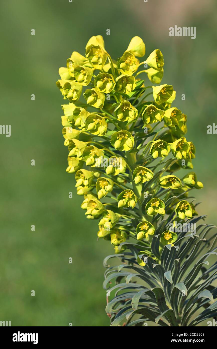Grande spurge mediterraneo (Euphorbia characias), inforescenza, Paesi Bassi, Paesi Bassi del Nord Foto Stock