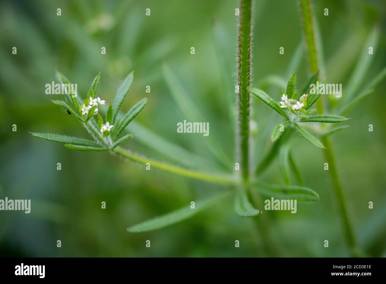 Cleavers, Goosegrass, Catchweed (bedstraw Galium aparine), fioritura, Germania Foto Stock