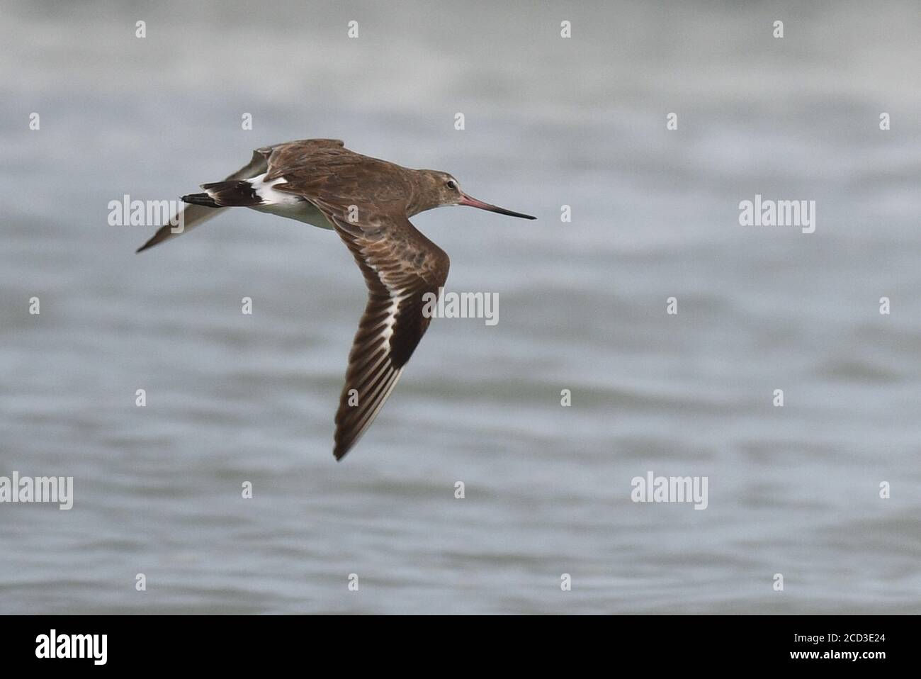 Hudsonian godwit (Limosa emastica), in volo sul mare, secondo o terzo record per l'arcipelago, Ecuador, Isole Galapagos Foto Stock