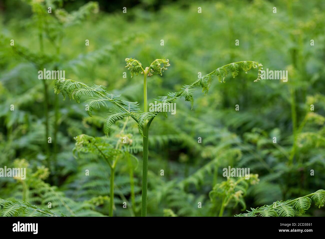 bracken fern (Pteridium aquilinum), fronte di sfurling, Germania Foto Stock